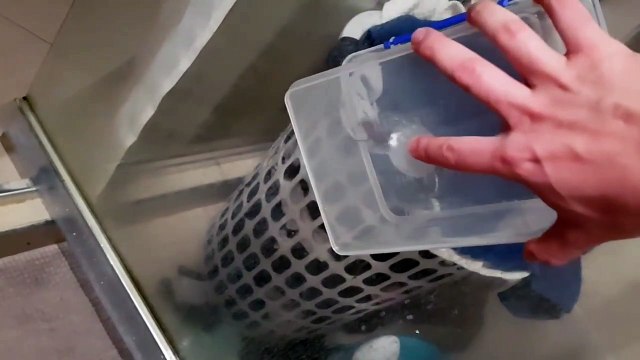 Une araignée capture son repas : un gros cafard