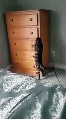 Ce chat se met au dodo... et hop, dans le placard