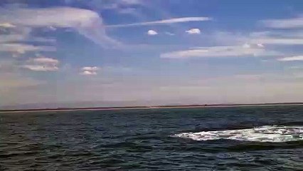 Baleia salta ao lado de barco e surpreende visitantes em Balneário Barra do Sul