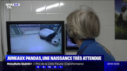 Au ZooParc de Beauval, la maman panda est sur le point de perdre les eaux