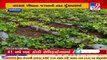 Delayed monsoon, low prices of crops; Jam Kandorna's farmers in distress. Rajkot _ TV9News