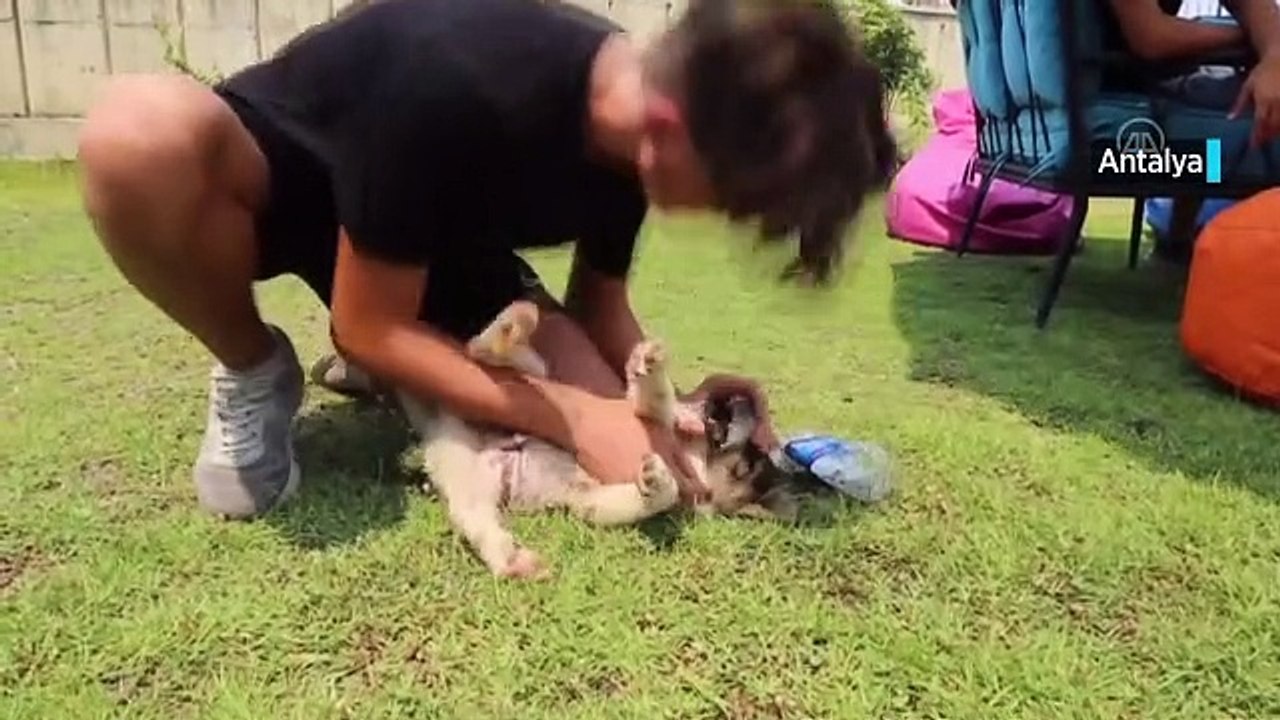 Yangında kurtarılan ve "Yanık" adı verilen köpek ekiplerin maskotu oldu.