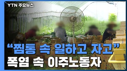 [중점] "낮에는 비닐하우스, 밤에는 찜통 숙소"...폭염에 위협받는 이주노동자들 / YTN