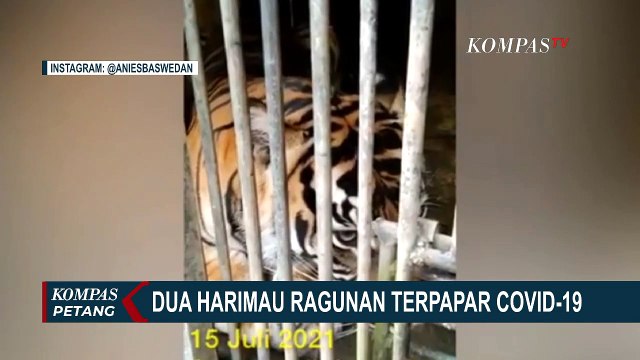 2 Harimau Ragunan Kena Corona, Napas Sesak dan Batuk-Batuk