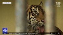 [이 시각 세계] 인도네시아 동물원에서 호랑이 두 마리도 감염