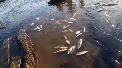 Indígenas denunciam aumento da mortalidade peixes no Rio Pará
