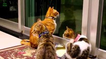 Chats Et Chatons Drôles Miauler. Compilation [HD]