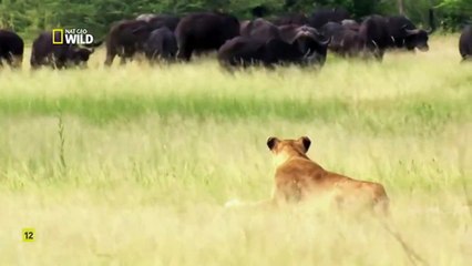 Las presas atacan. Los depredadores también fallan. DOCUMENTAL.