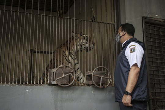Dua Harimau Positif Covid-19, Anies Apresiasi Tim Medis