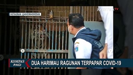 Harimau Ragunan Terpapar Covid-19 dalam Perawatan Khusus