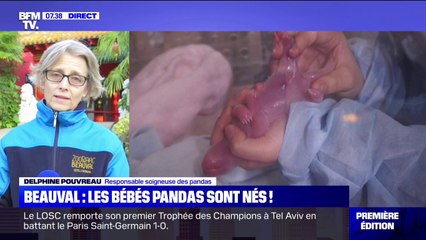 Download Video: Les deux nouveaux bébés pandas du zoo de Beauval 