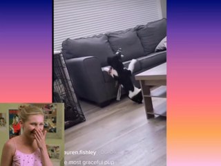 Estas mascotas te harán sonreir