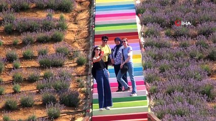 Bilecik'teki mora boyanan 33 dönüm alan binlerce ziyaretçi ağırlıyor