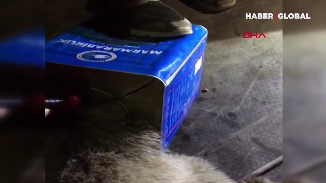 Kafası teneke kutuya sıkışan yavru ayı kurtarıldı