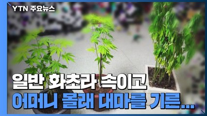 어린이집 원장실 앞·옥상에서 대마 키운 간 큰 일당 / YTN