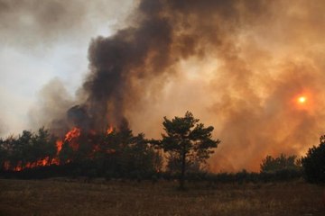 Dünya genelinde çıkan yangınlarda milyonlarca hektar ormanlık alan yandı