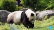 Panda joy: French zoo hails birth of twin bears