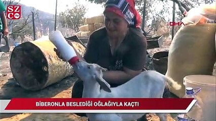 Biberonla beslediği oğlağıyla kaçtı
