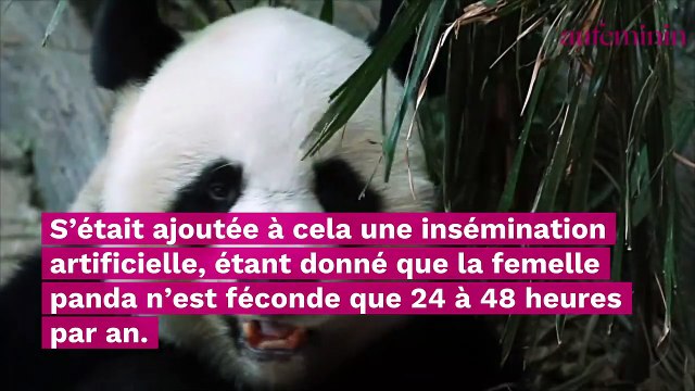Deux bébés pandas sont nés au ZooParc de Beauval