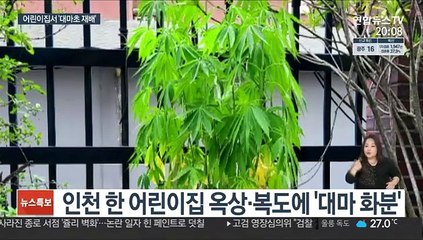 어린이집서 대마초 재배 일당 검거…대낮 환각질주도