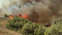 Adana’da anız yangını ormana sıçradı