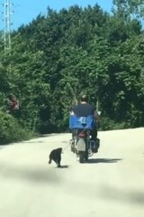 KÖPEĞİ MOTOSİKLETİN ARKASINA BAĞLAYAN SÜRÜCÜ YAKALANDI