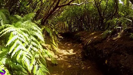 Relaxing Music for Meditation & Stress Relief || Jungle Sound With Birds Nature ||