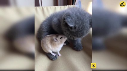 Cats | Funny & Cute Cats | Cats PRO | Cats Video compilation 13