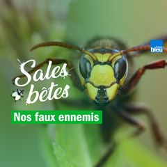 Guêpe, orvet, gendarme : ces sales bêtes ne sont pas nos ennemis