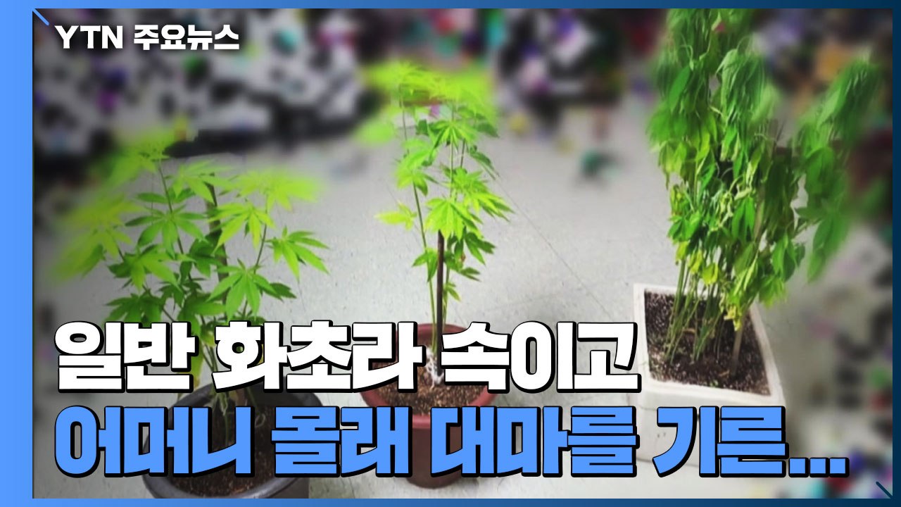 어린이집 원장실 앞·옥상에서 대마 키운 간 큰 일당 / YTN