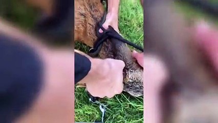 Deer rescued from the canal