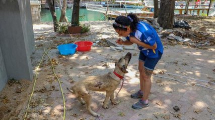 Son dakika: YANGINDA YARALANIP YANLARINA GELEN KÖPEĞİ TEDAVİYE ALIP, 'ATEŞ' ADINI VERDİLER