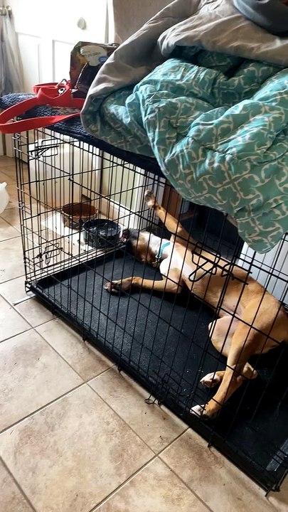 Boxer Drinks Upside Down and Between Bars