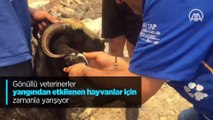 Gönüllü veterinerler yangından etkilenen hayvanlar için zamanla yarışıyor