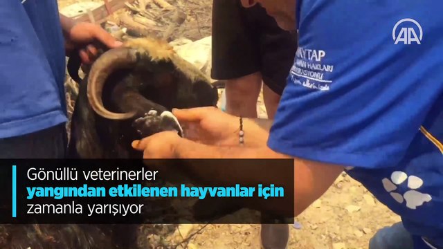 Gönüllü veterinerler yangından etkilenen hayvanlar için zamanla yarışıyor