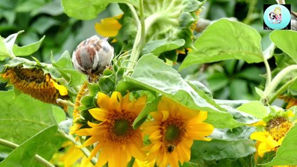 Relaxing & Happy Music for Sleep & Calm 🎶 - thumbnail