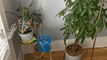 These Hardware Essentials Kept My Plants Alive When I Was Traveling for Three Weeks (Reall