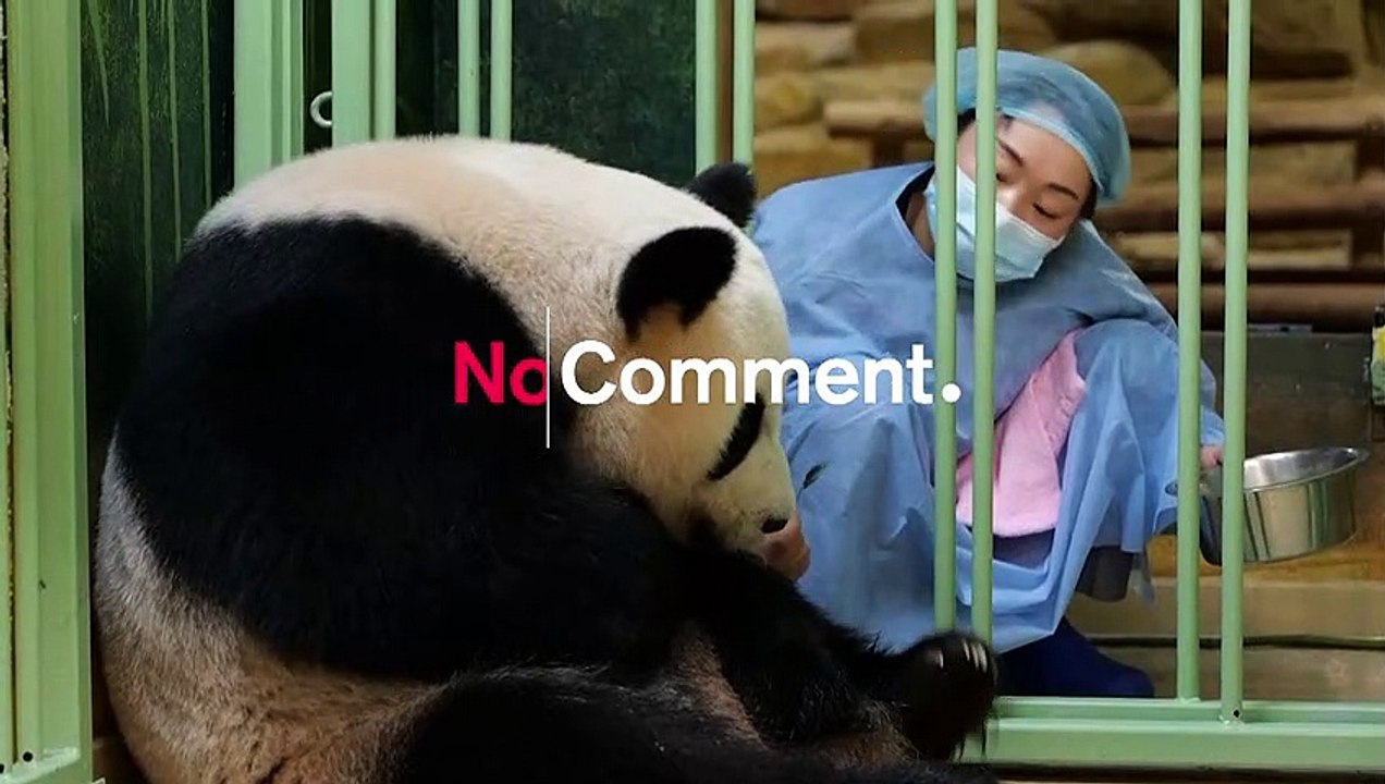 Pandazwillinge in Frankreich geboren