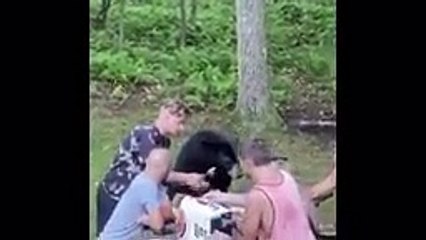 UNBELIEVABLE Bear Attacks & Interactions CAUGHT ON CAMERA!