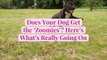 Does Your Dog Get the 'Zoomies'? Here's What's Really Going On