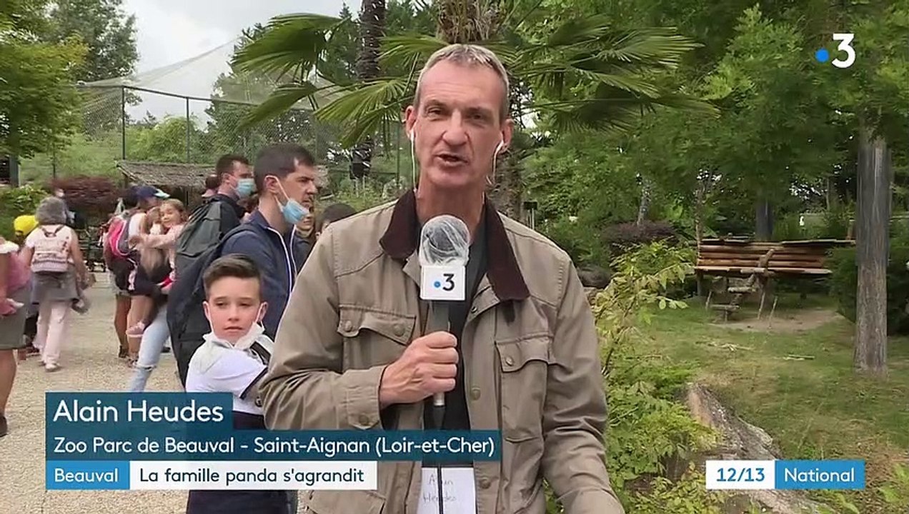 Zoo de Beauval : naissance de deux bébés pandas