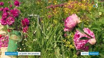 Alpes-Maritimes : à Grasse, le jardin de Marcel et Lucille est un hymne aux pivoines