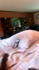Golden Doodle Pup Paws for Parent during Video Call