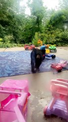 Baby Bear Continuously Visits New Hampshire Patio