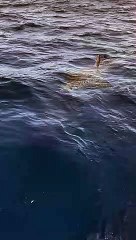 Squalo Mako a Marina di Grosseto: l'avvistamento