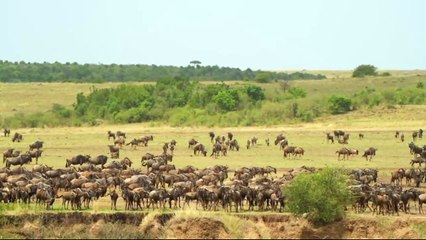 animais  vida  selvagem  natureza /  documentary wildlife animals nature  / animales fauna silvestre lnaturaleza.