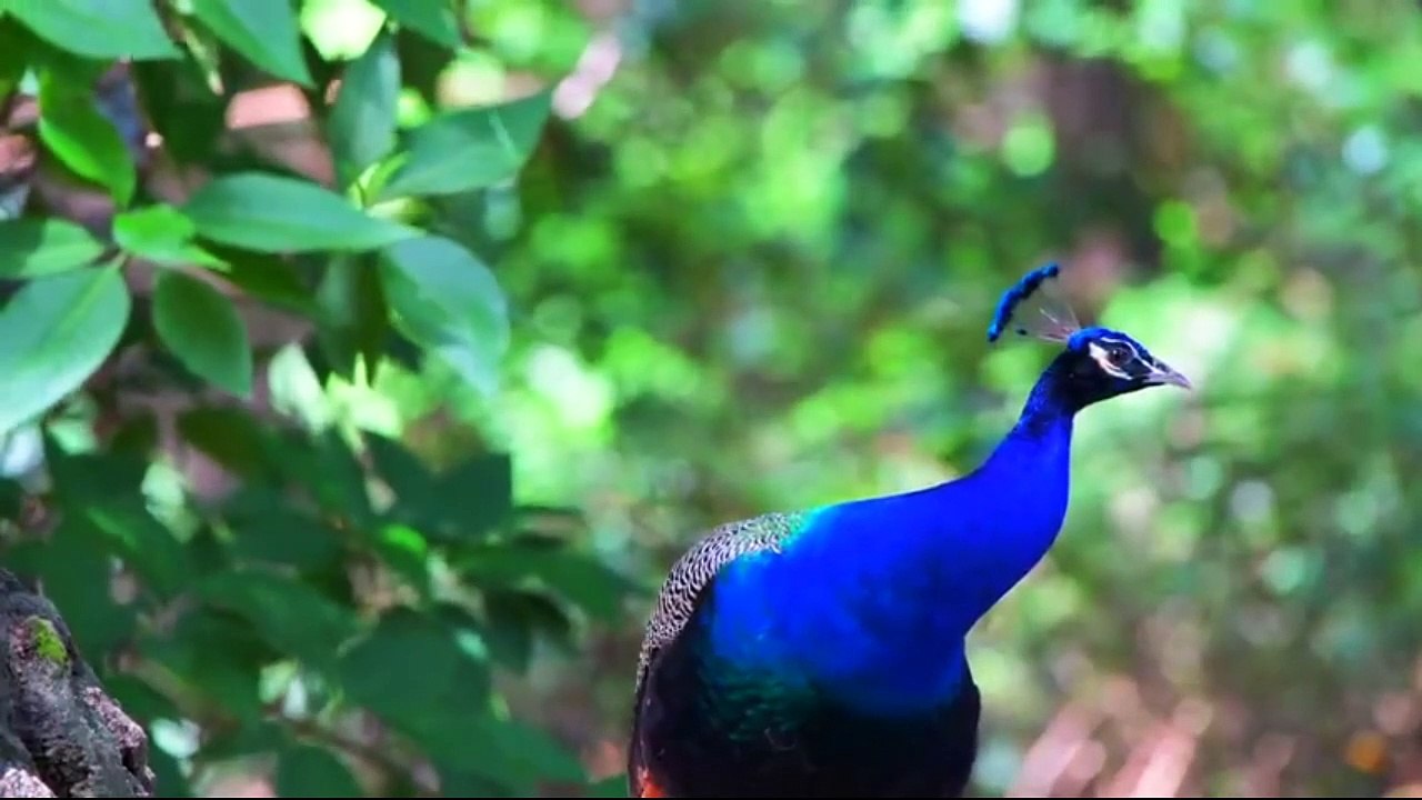 animais  vida  selvagem  natureza /  documentary wildlife animals nature  / animales fauna silvestre lnaturaleza.