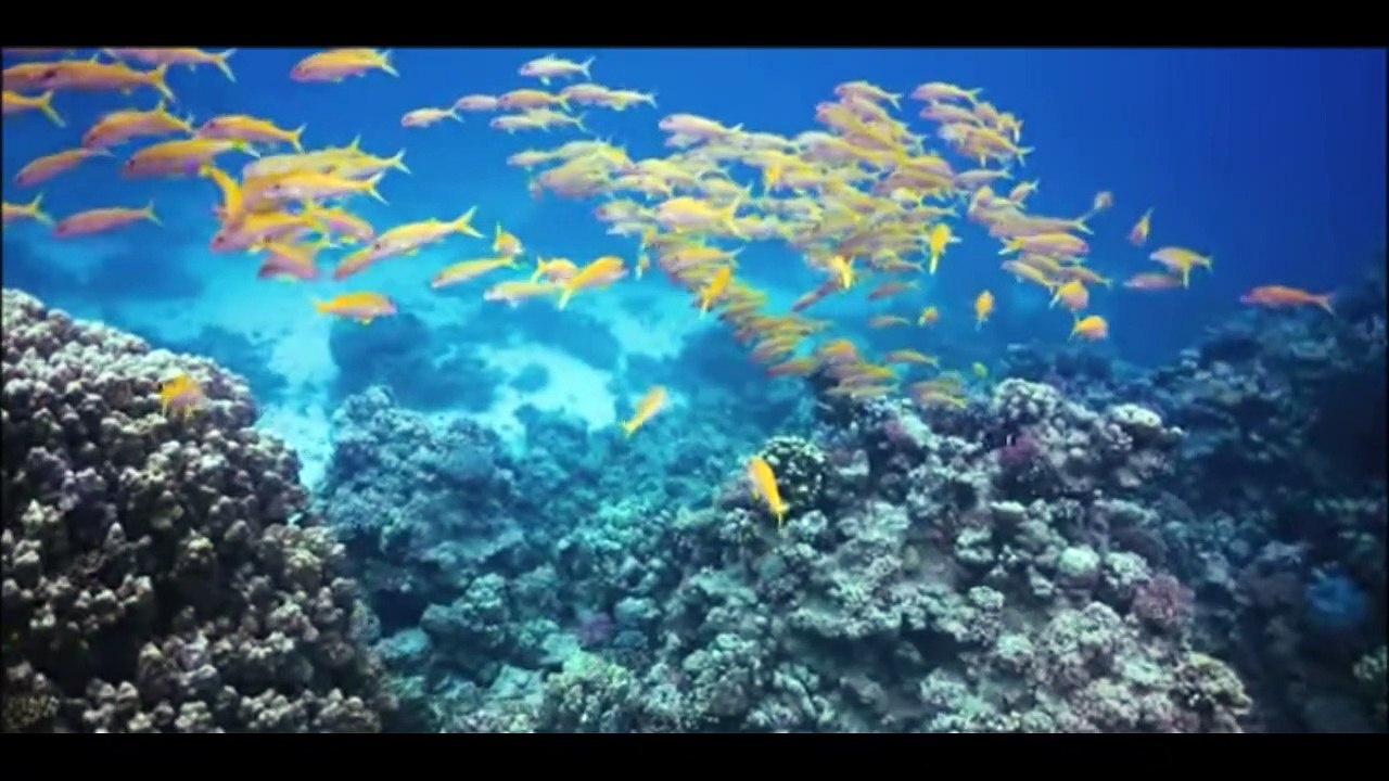 animais  vida  selvagem  natureza /  documentary wildlife animals nature  / animales fauna silvestre lnaturaleza.