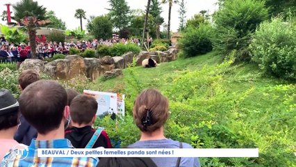 Le Journal - 2/08/2021 -  BEAUVAL / 2 petites femelles panda sont nées