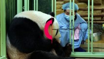 شاهد: ولادة صغيري باندا في حديقة حيوانات بوفال الفرنسية